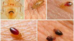 Čo vyzerajú larvy chýb lôžok a z toho, čo zomrú?